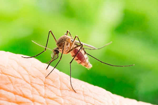 Mosquito Elimination, Longview, Texas
